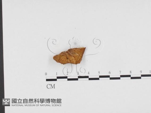 登錄號:F0024384藏品圖，第1張