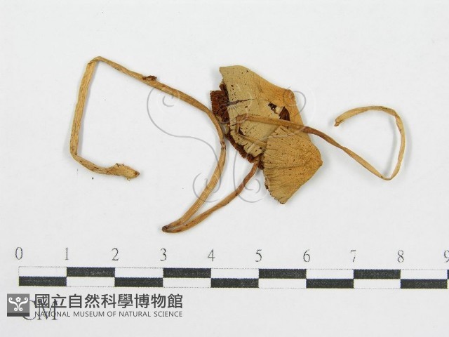 登錄號:F0004384藏品圖，第1張
