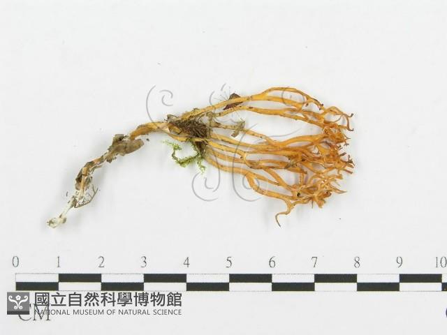 登錄號:F0014384藏品圖，第1張