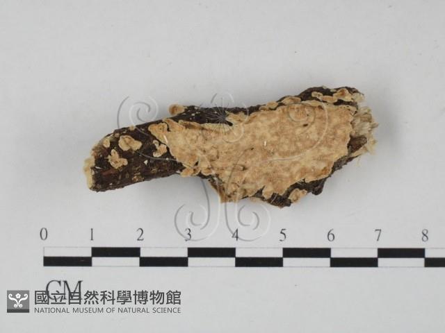 登錄號:F0022384藏品圖，第1張