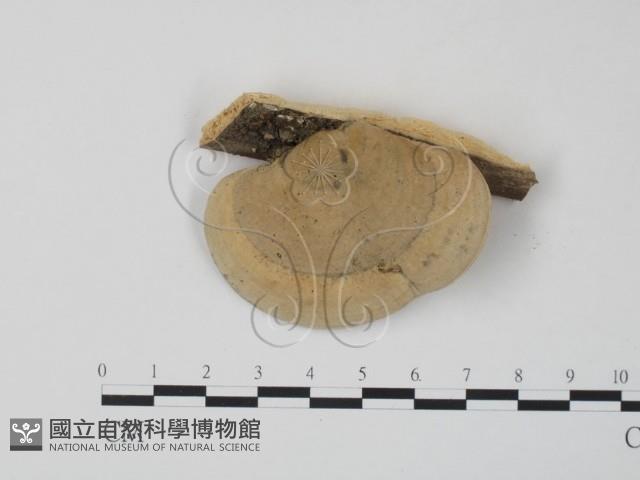 栓菌屬藏品圖，第1張