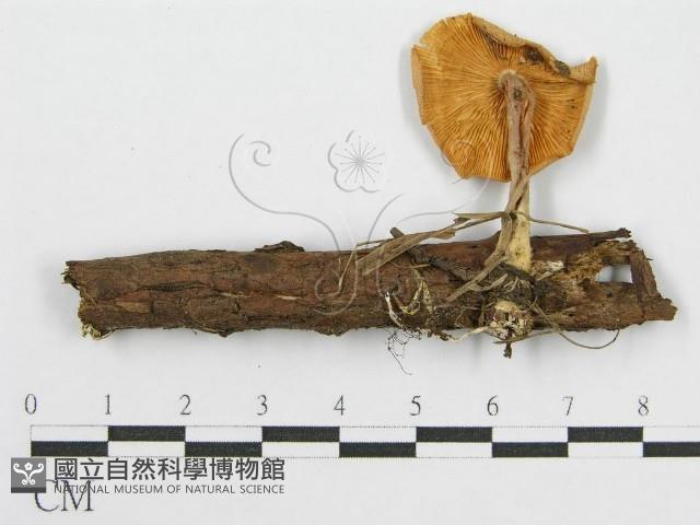 登錄號:F0012384藏品圖，第1張