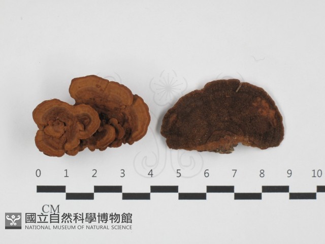 登錄號:F0032384藏品圖，第1張