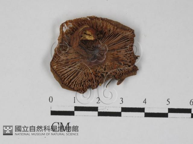 紅菇屬藏品圖，第1張