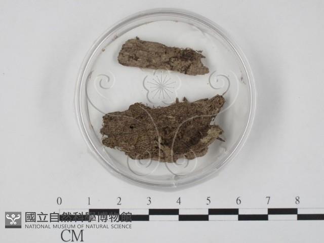 登錄號:F0007384藏品圖，第1張