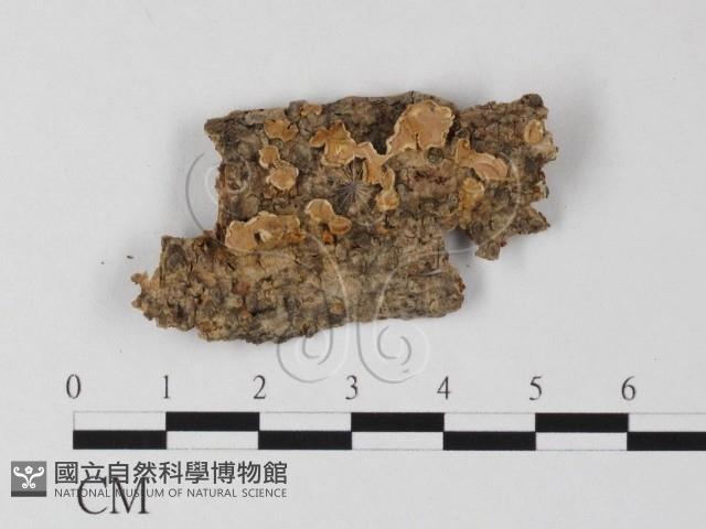 登錄號:F0025384藏品圖，第1張