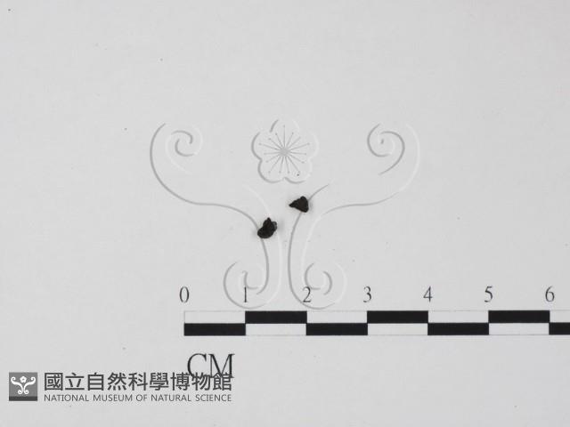 登錄號:F0005384藏品圖，第1張