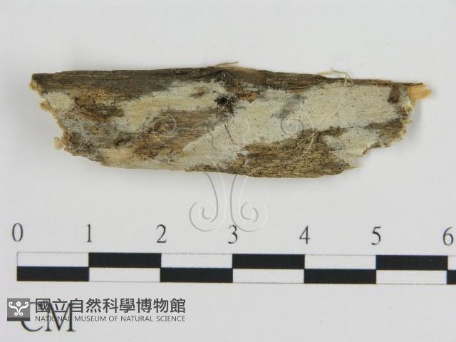 登錄號:F0015384藏品圖，第1張