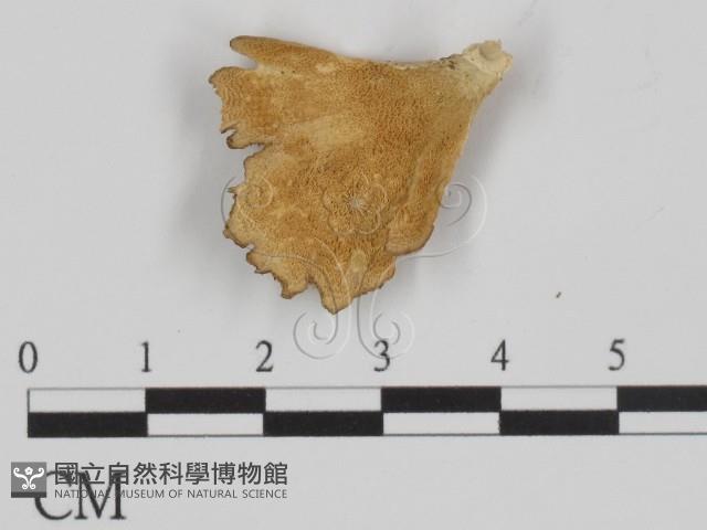 附毛菌屬藏品圖，第1張