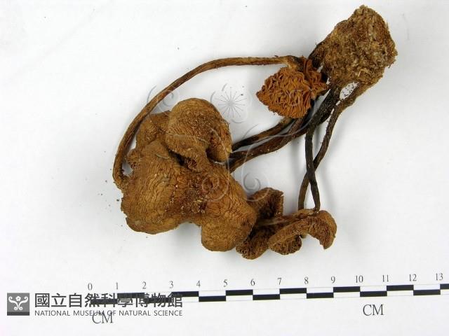 登錄號:F0023384藏品圖，第1張