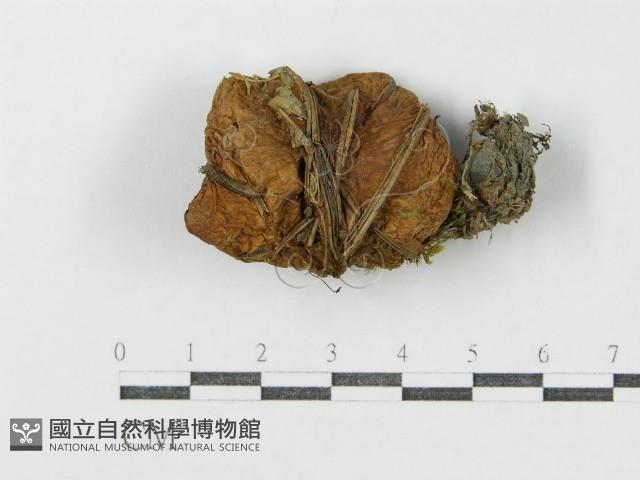 登錄號:F0003384藏品圖，第1張