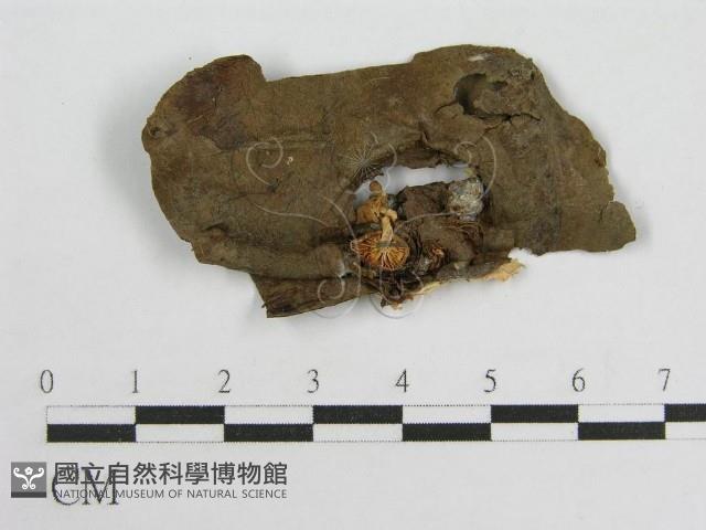 微皮傘屬藏品圖，第1張