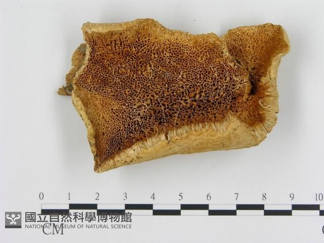 登錄號:F0008034藏品圖，第1張