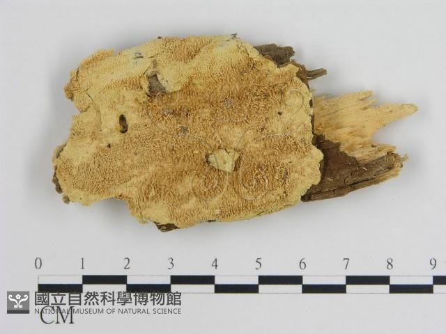 登錄號:F0008022藏品圖，第1張