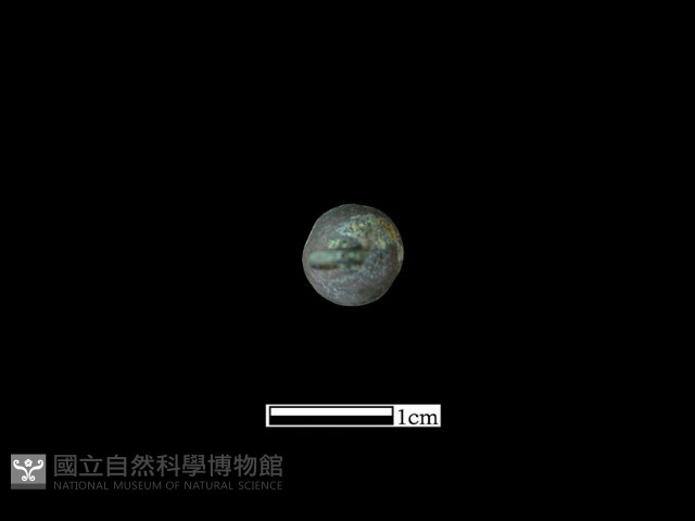 墜飾藏品圖，第1張