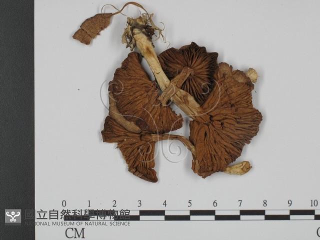 登錄號:F0008202藏品圖，第1張