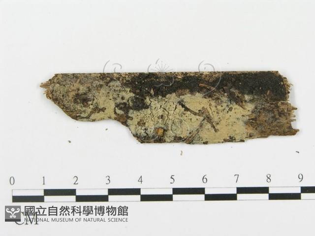 登錄號:F0001202藏品圖，第1張