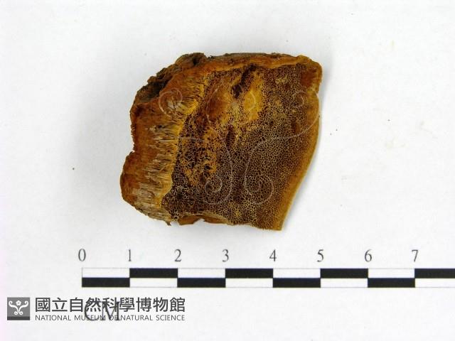 登錄號:F0007202藏品圖，第1張