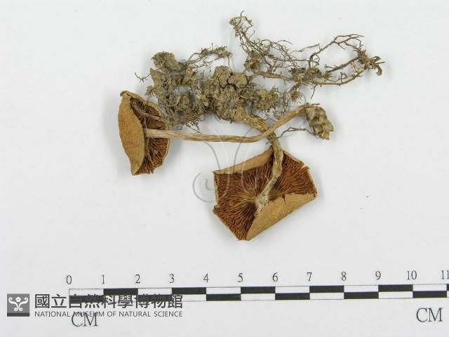 登錄號:F0005202藏品圖，第1張