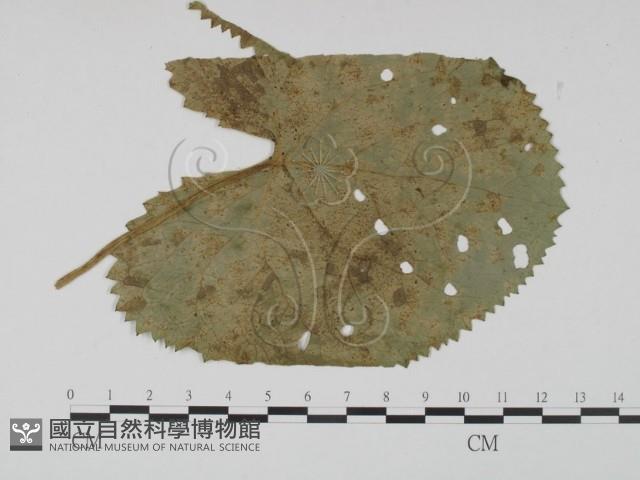 登錄號:F0019202藏品圖，第1張