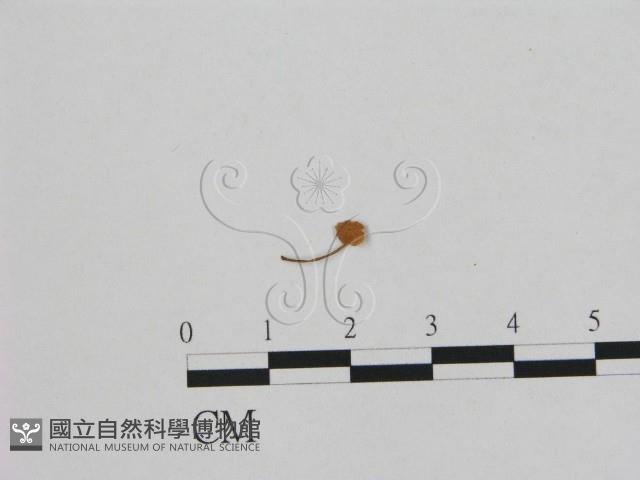 小皮傘屬藏品圖，第1張