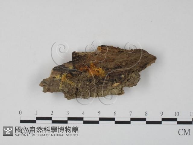 銀耳屬藏品圖，第1張