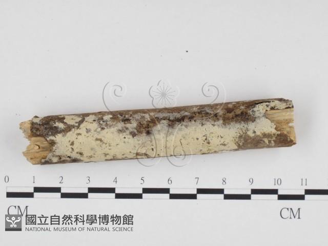 冇骨消絲齒菌藏品圖，第1張