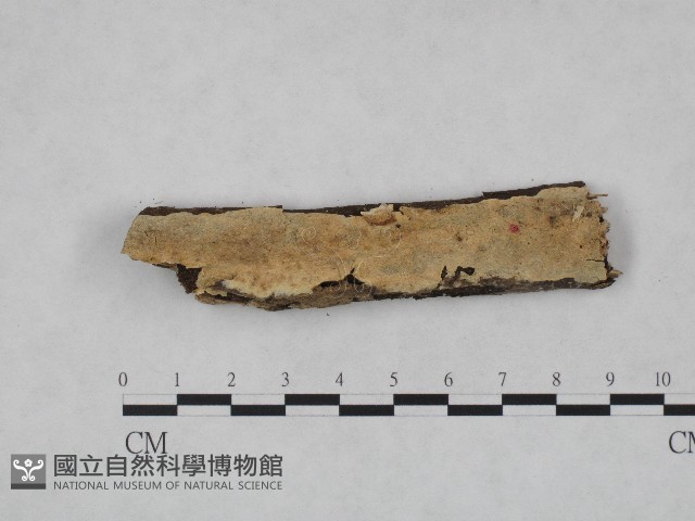 登錄號:F0004102藏品圖，第1張