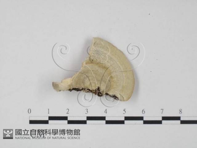 登錄號:F0014102藏品圖，第1張