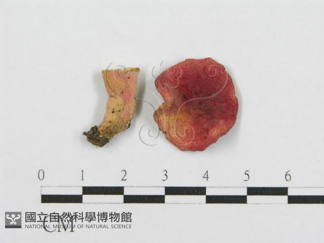 紅菇屬藏品圖，第1張