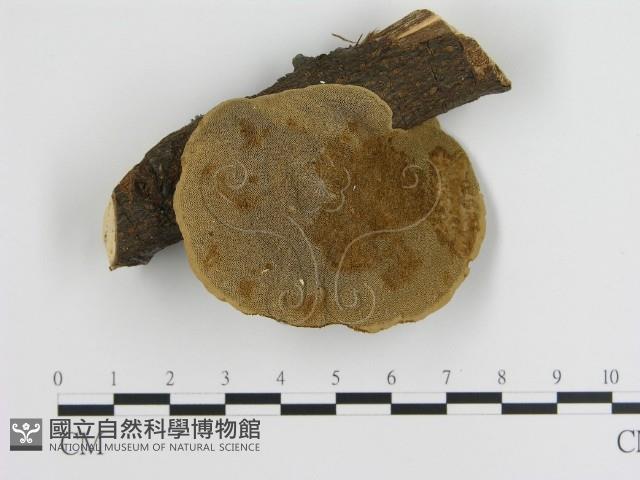 蜂窩菌屬藏品圖，第1張