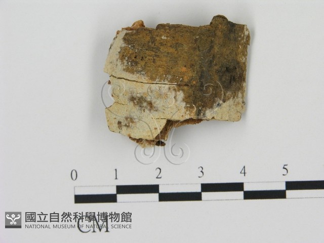 登錄號:F0015102藏品圖，第1張