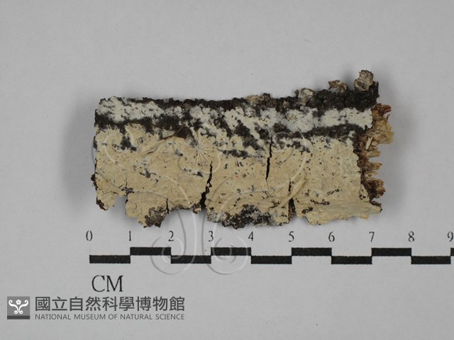 剛毛絲皮菌藏品圖，第1張