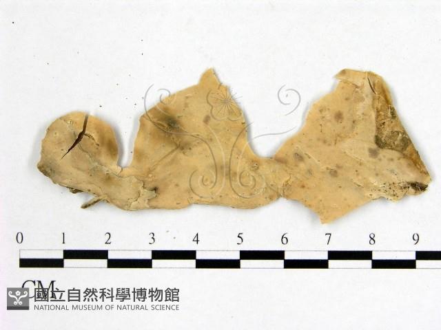 登錄號:F0009102藏品圖，第1張