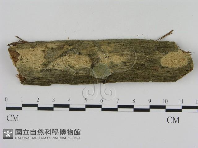 登錄號:F0003102藏品圖，第1張