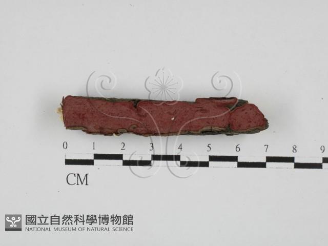 刺革菌屬藏品圖，第1張