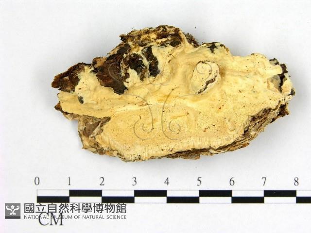登錄號:F0006002藏品圖，第1張
