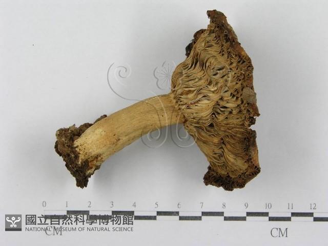 紅菇屬藏品圖，第1張