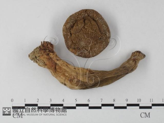 登錄號:F0011002藏品圖，第1張