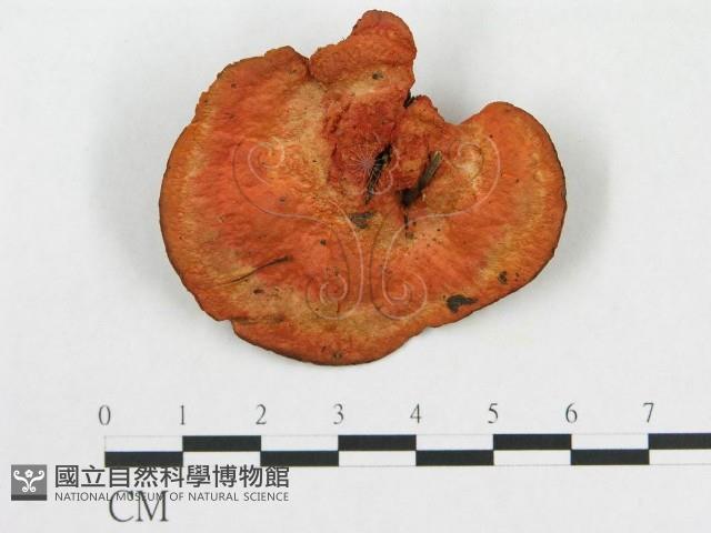 登錄號:F0004002藏品圖，第1張