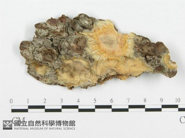 登錄號:F0014002藏品圖，第1張