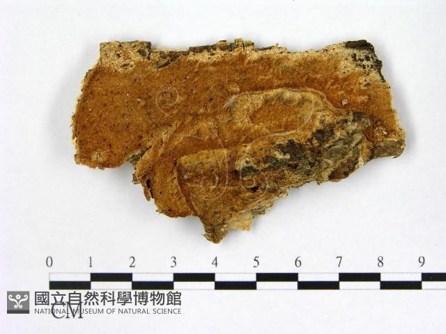 登錄號:F0007002藏品圖，第1張