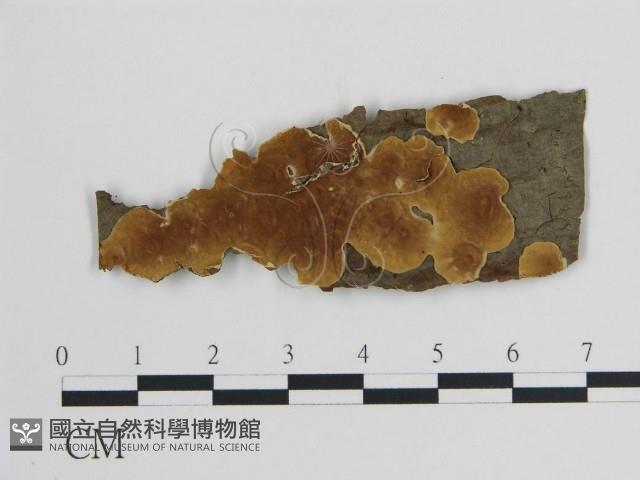 登錄號:F0005002藏品圖，第1張