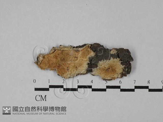 齒耳菌屬藏品圖，第1張