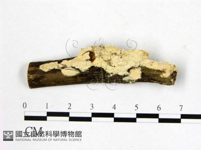 顯絲菌屬藏品圖，第1張