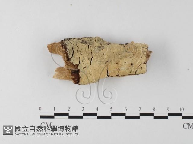 登錄號:F0019002藏品圖，第1張