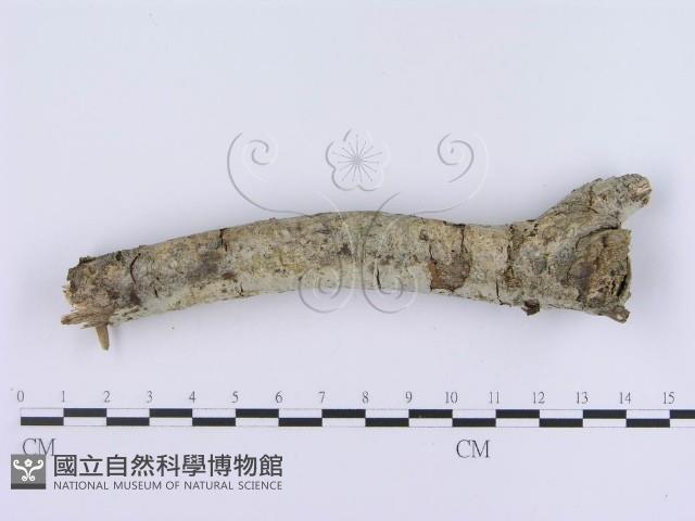 登錄號:F0003002藏品圖，第1張