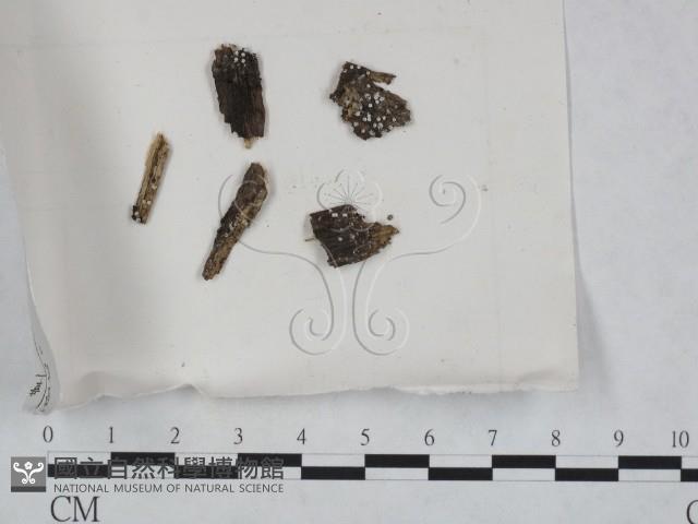 登錄號:F0008302藏品圖，第1張