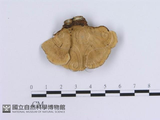 登錄號:F0007302藏品圖，第1張