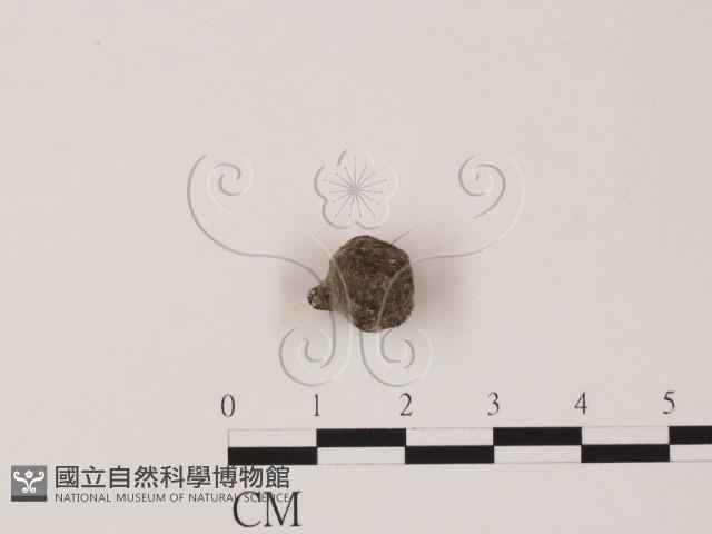 登錄號:F0005302藏品圖，第1張
